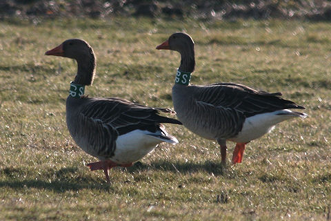 Grauwe Gans